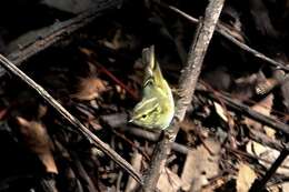 Phylloscopus chloronotus (Gray, JE, Gray & GR 1847) resmi