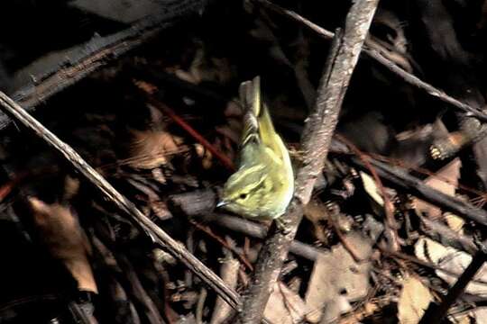 Phylloscopus chloronotus (Gray, JE, Gray & GR 1847) resmi