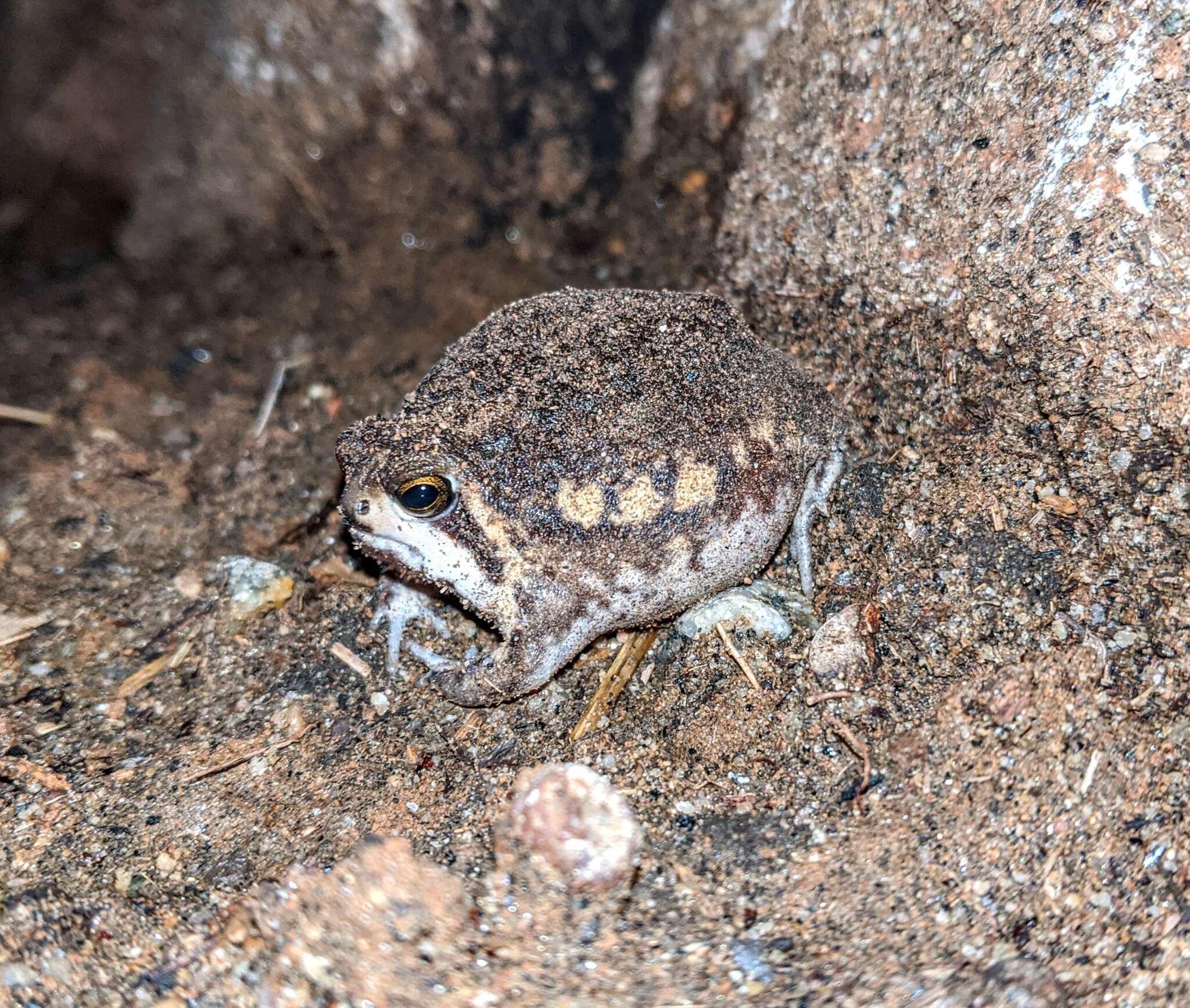 Image of Power’s Rain Frog