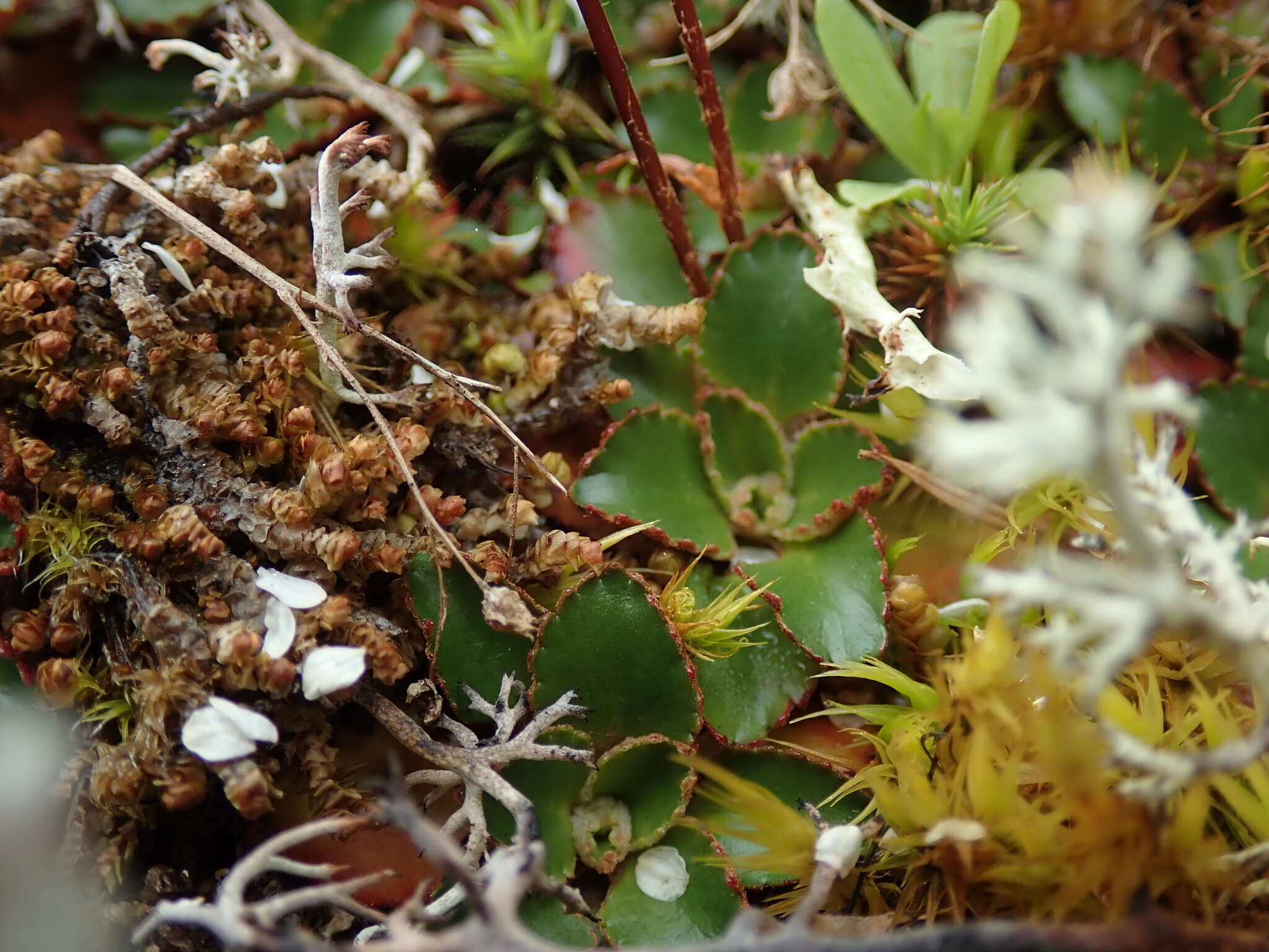 Image of Mountain Pseudosaxifrage