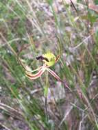 Image of Mantis orchids