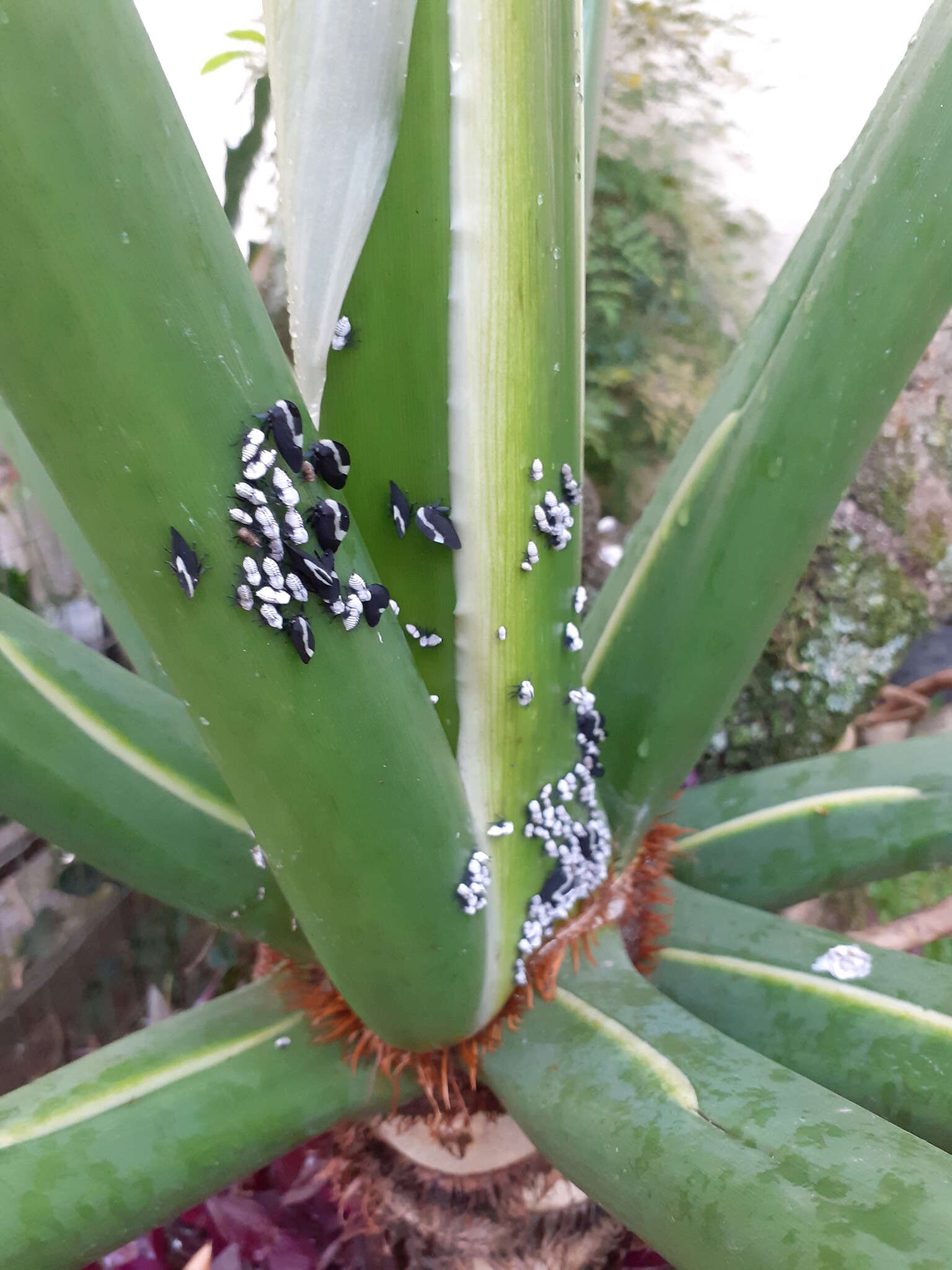 Image of Membracis tectigera Olivier