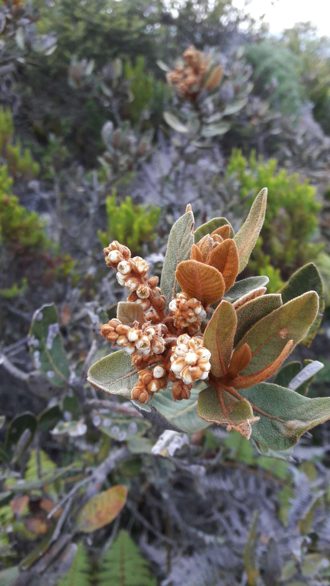 Image of Clethra fimbriata Kunth