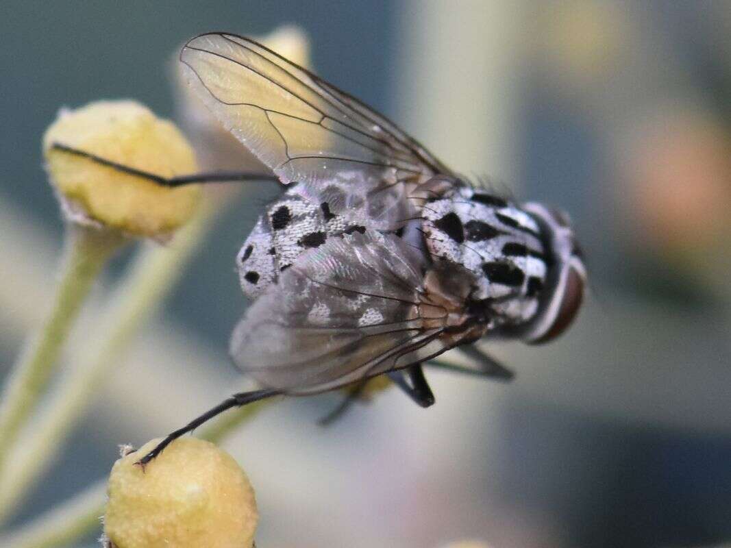 Image of House fly