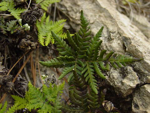 Image of Notholaena sulphurea (Cav.) J. Sm.