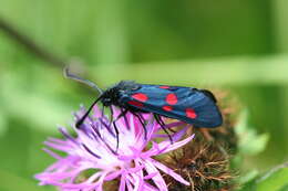 Image of Zygaena lonicerae Scheven 1777