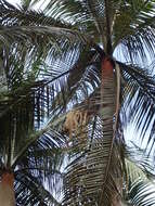 Image of Barbel palm