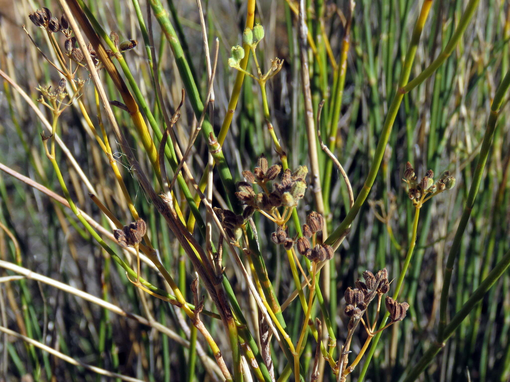 Image of Deverra denudata subsp. aphylla (Cham. & Schltdl.) Pfisterer & Podl.