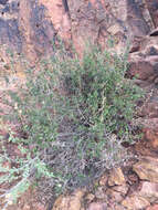 Image de Brickellia coulteri A. Gray