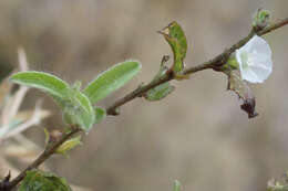 Image of Ipomoea chloroneura Hall. fil.