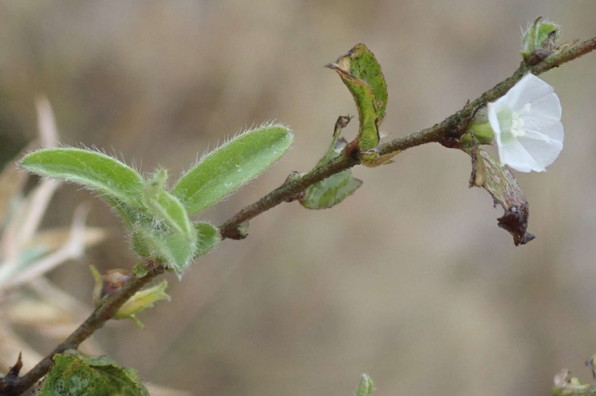 Image of Ipomoea chloroneura Hall. fil.