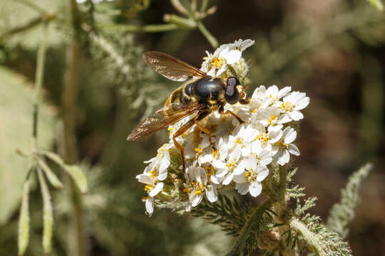 Imagem de Hadromyia pulchra (Williston 1882)