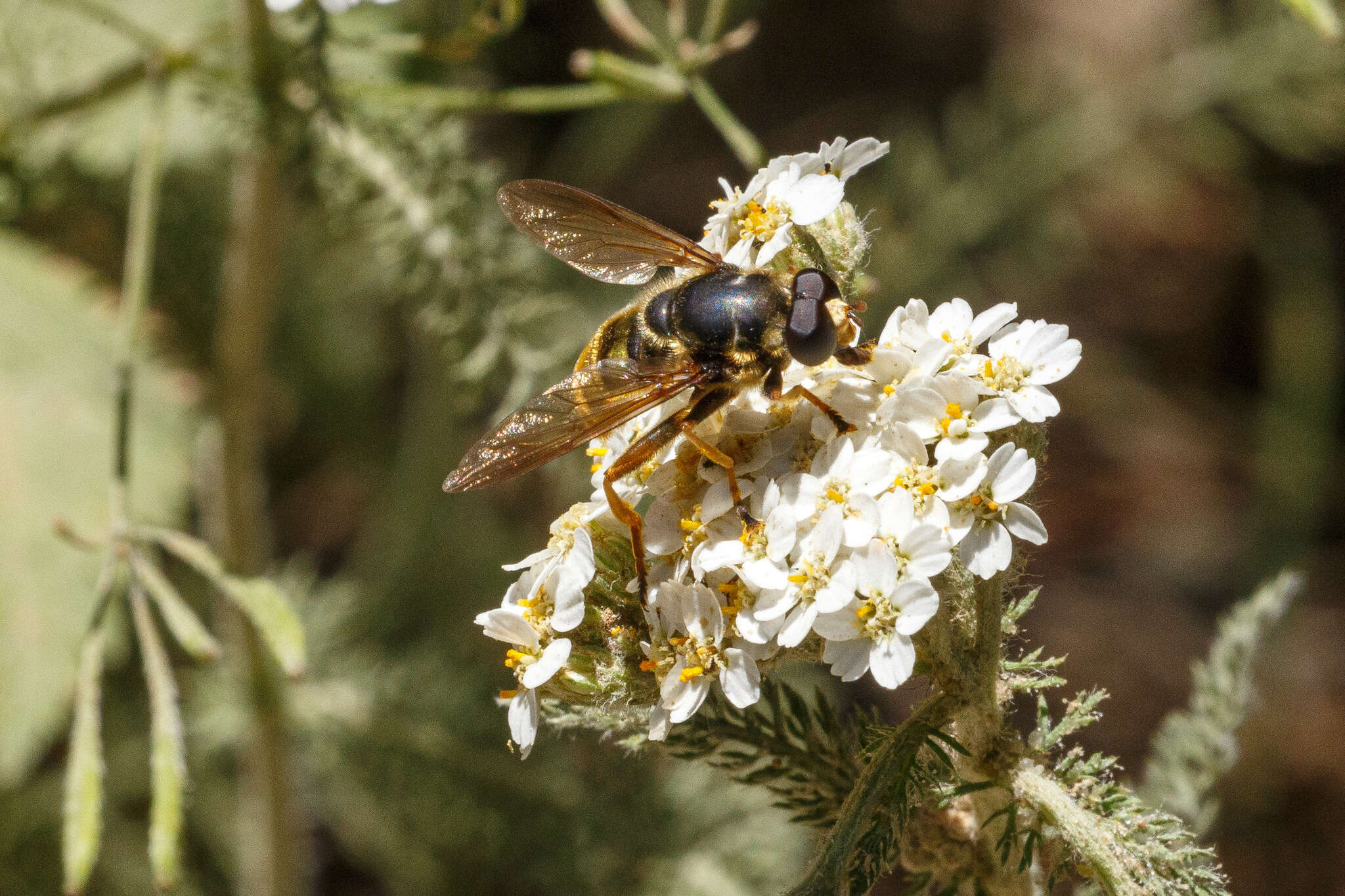 Imagem de Hadromyia pulchra (Williston 1882)