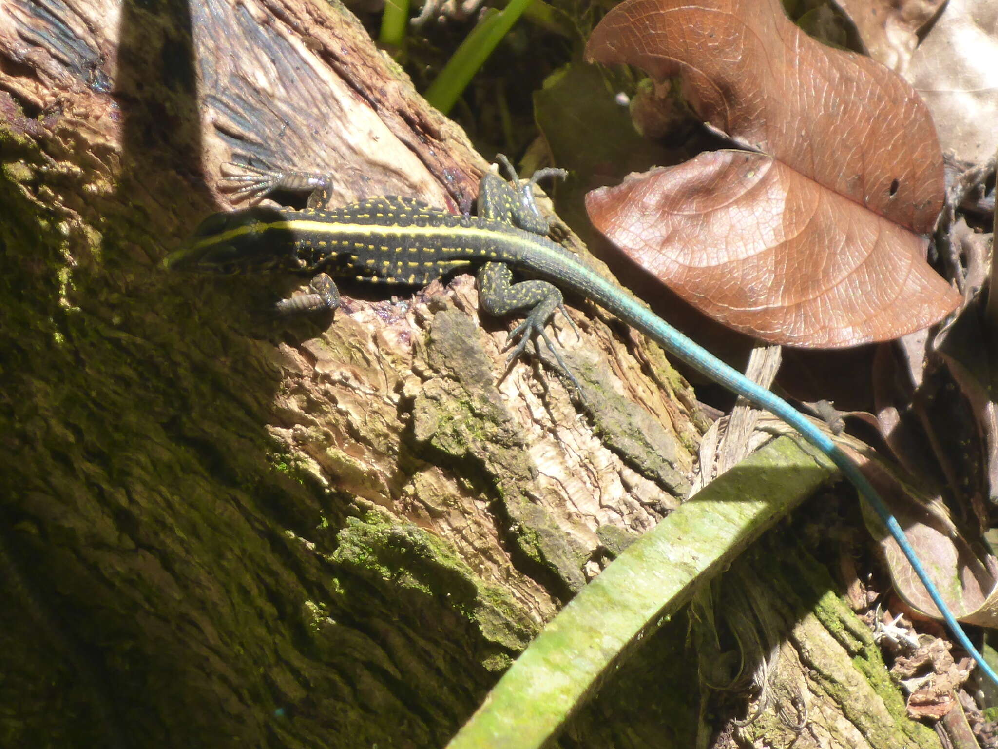 Image of Ameiva Lizard