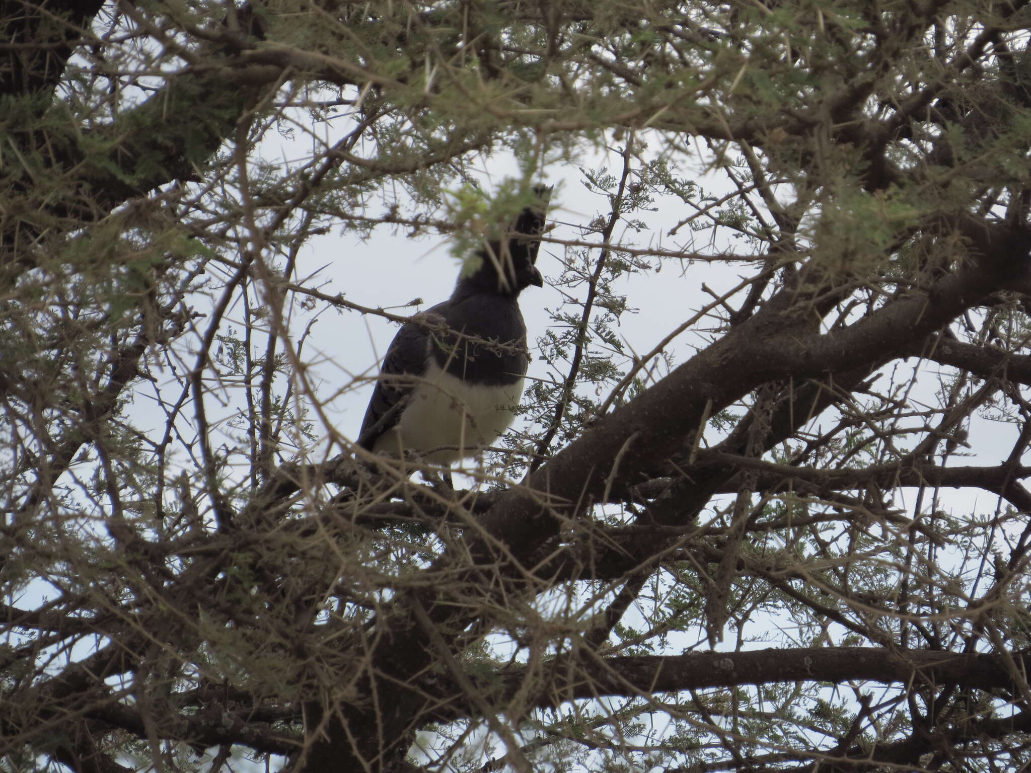 Image of White-bellied Go-away-bird