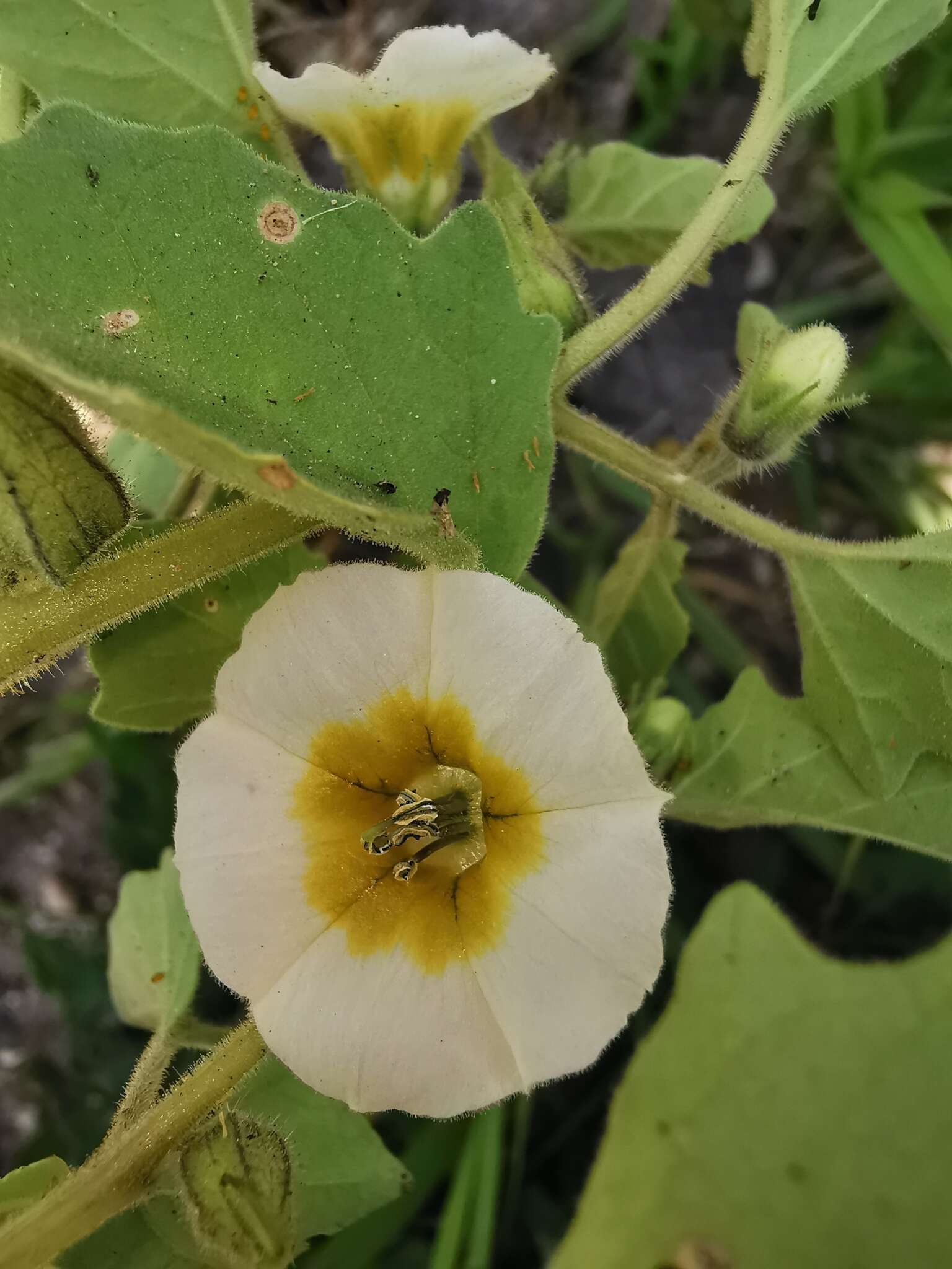 Image of Physalis patula Mill.