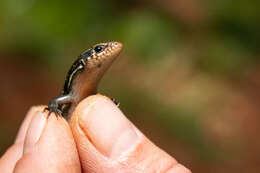 Plestiodon anthracinus pluvialis (Cope 1880) resmi