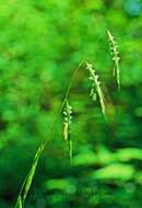 Image of Nodding False Semaphore Grass