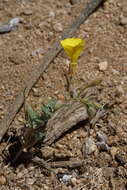 Image of Camissonia kernensis subsp. kernensis