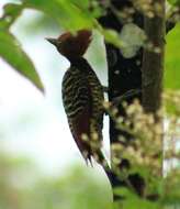 Image of Rufous-headed Woodpecker