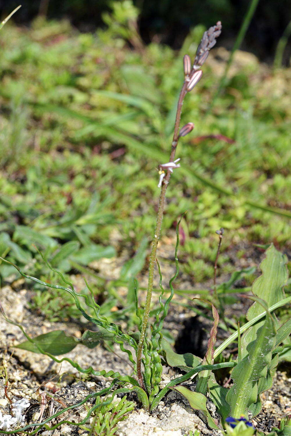 Слика од Trachyandra flexifolia (L. fil.) Kunth