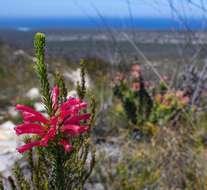 Image of Erica regia subsp. mariae (Guthrie & Bolus) E. G. H. Oliv. & I. M. Oliv.