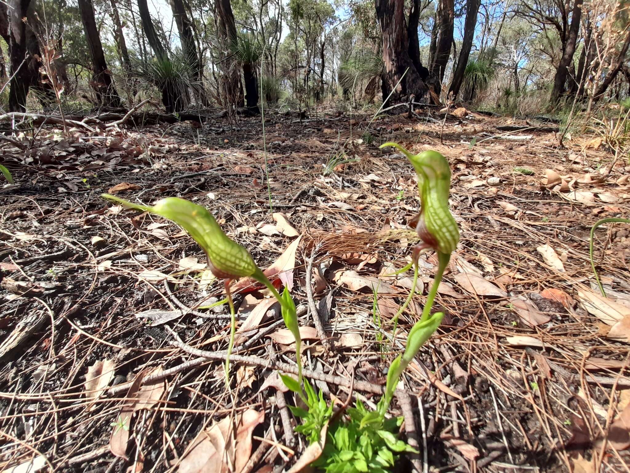 Image of Bird orchid