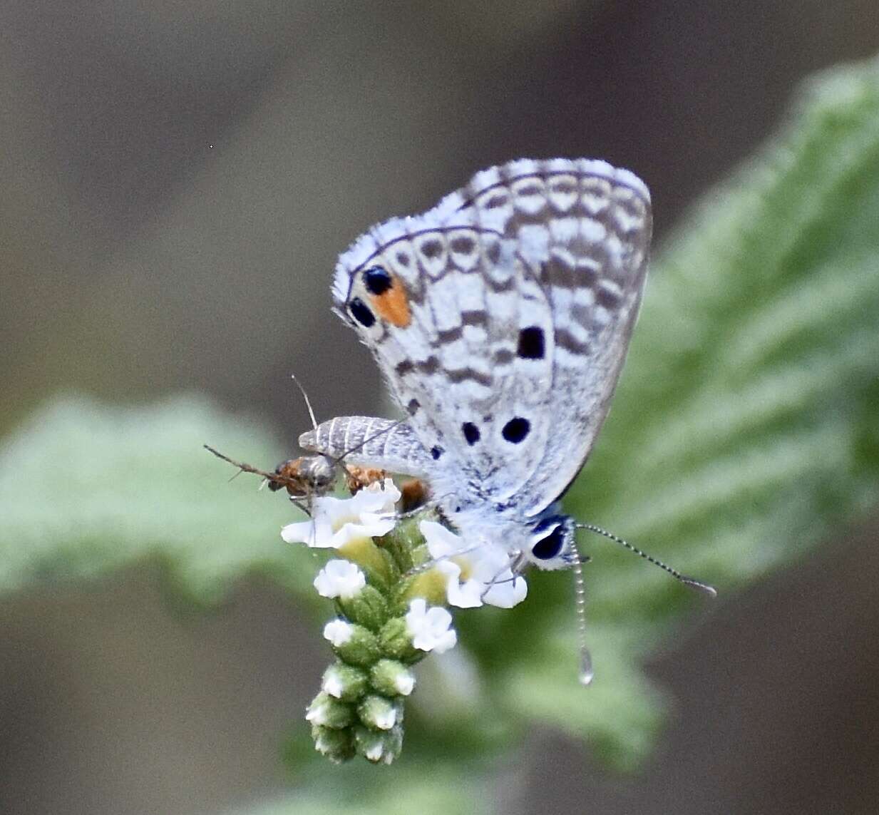 Image of Nickerbean Blue