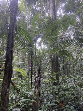 Image of Phytelephas tenuicaulis (Barfod) A. J. Hend.