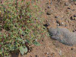 Image of Tetraena simplex (L.) Beier & Thulin