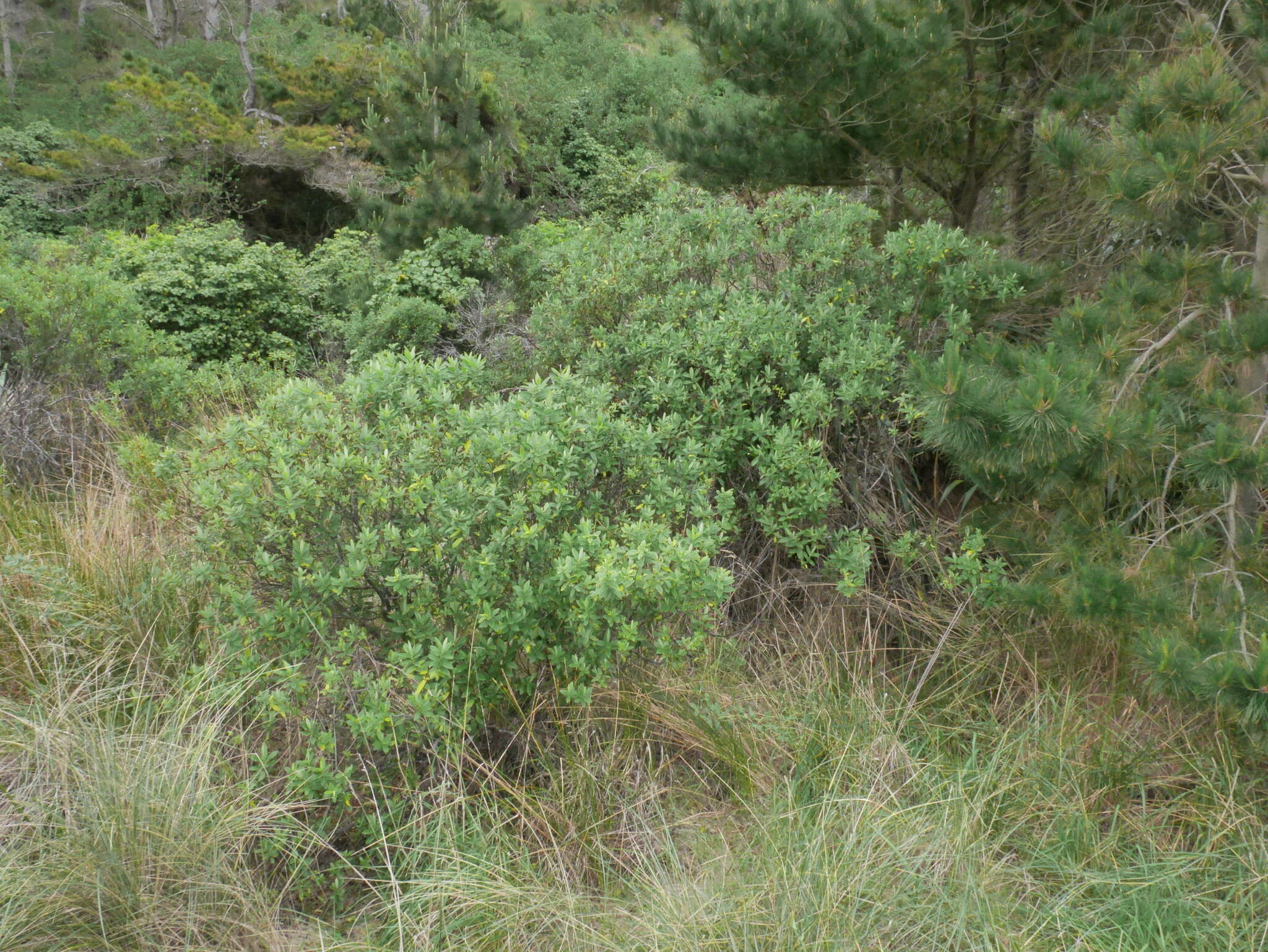 Image of Veronica stricta var. macroura (Hook. fil. ex Benth.) Garn.-Jones