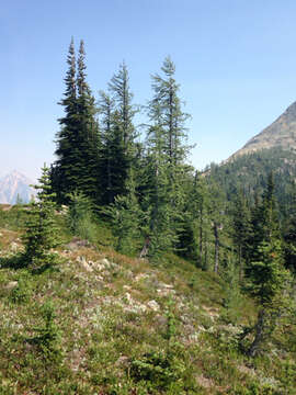 Image of Alpine Larch