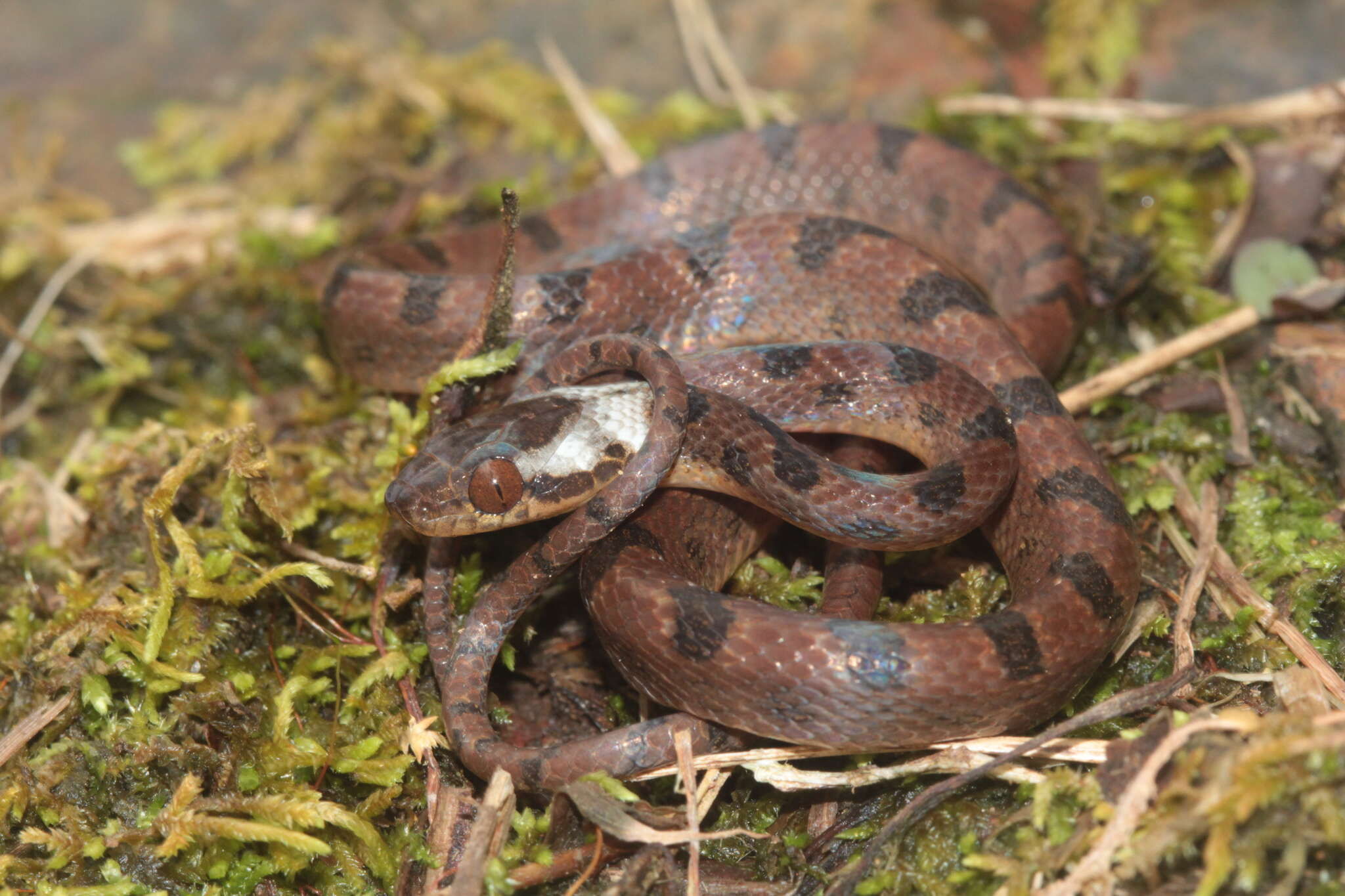 Leptodeira ornata (Bocourt 1884)的圖片