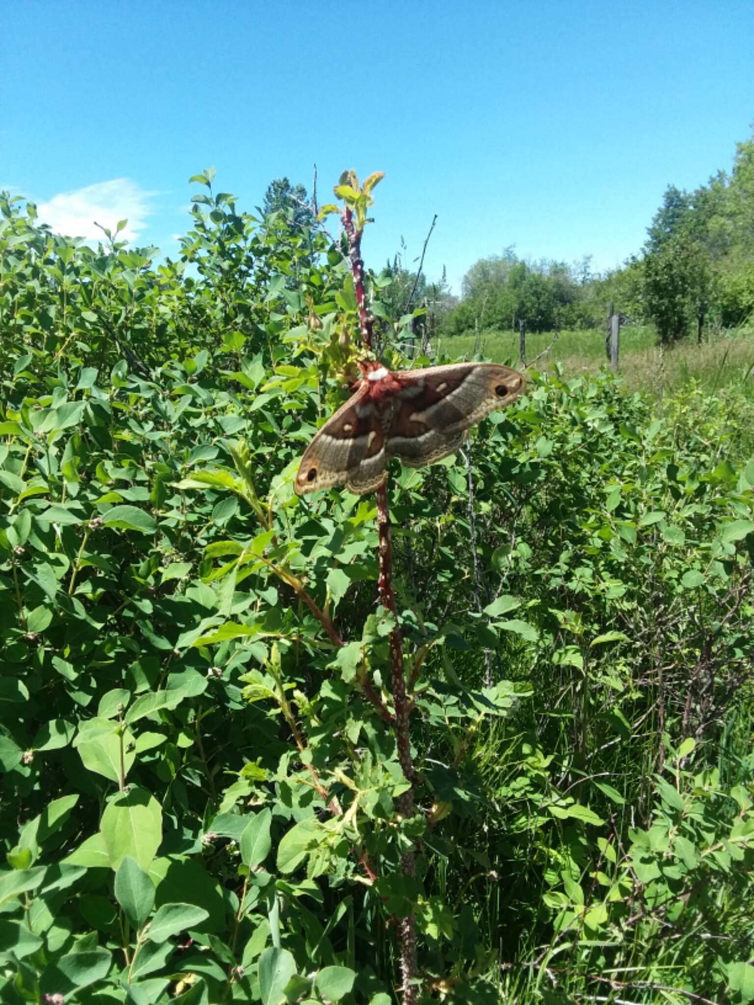 Image of Glover's Silkmoth