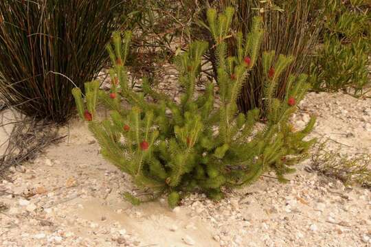 Image of Leucadendron teretifolium (Andrews) I. Williams