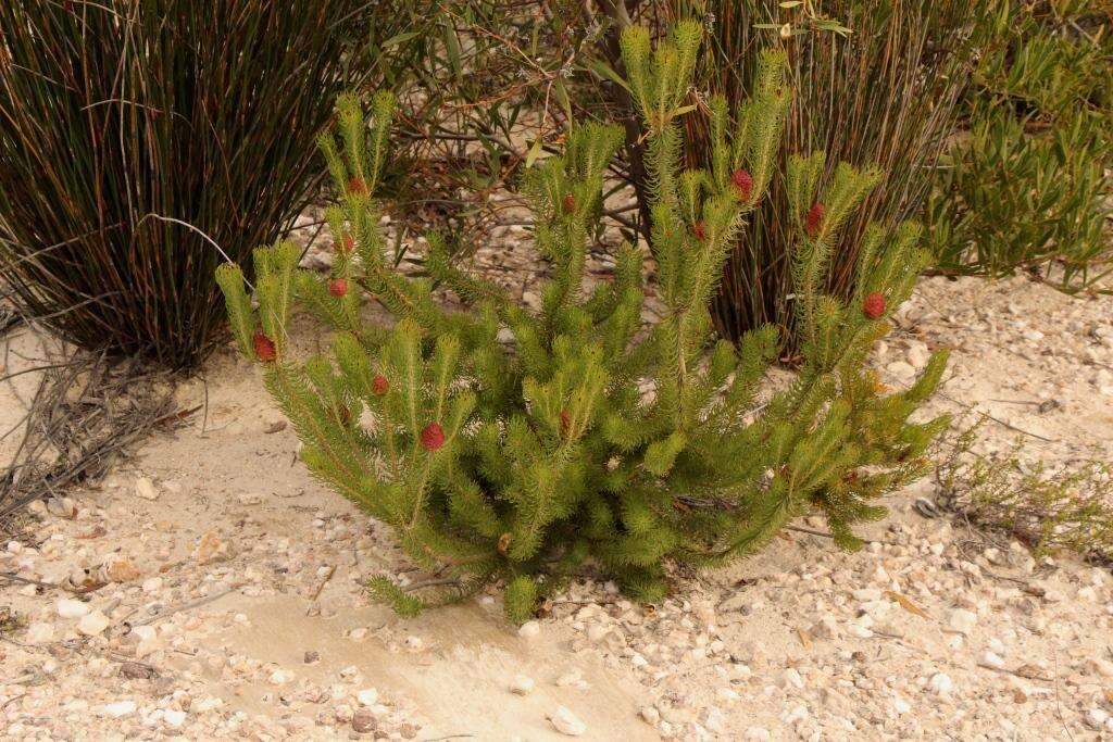 صورة Leucadendron teretifolium (Andrews) I. Williams