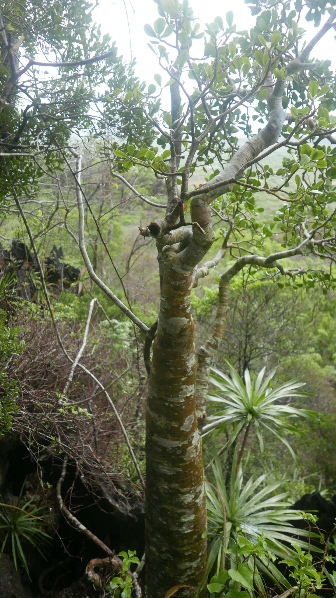 Image of Euphorbia mandravioky Leandri