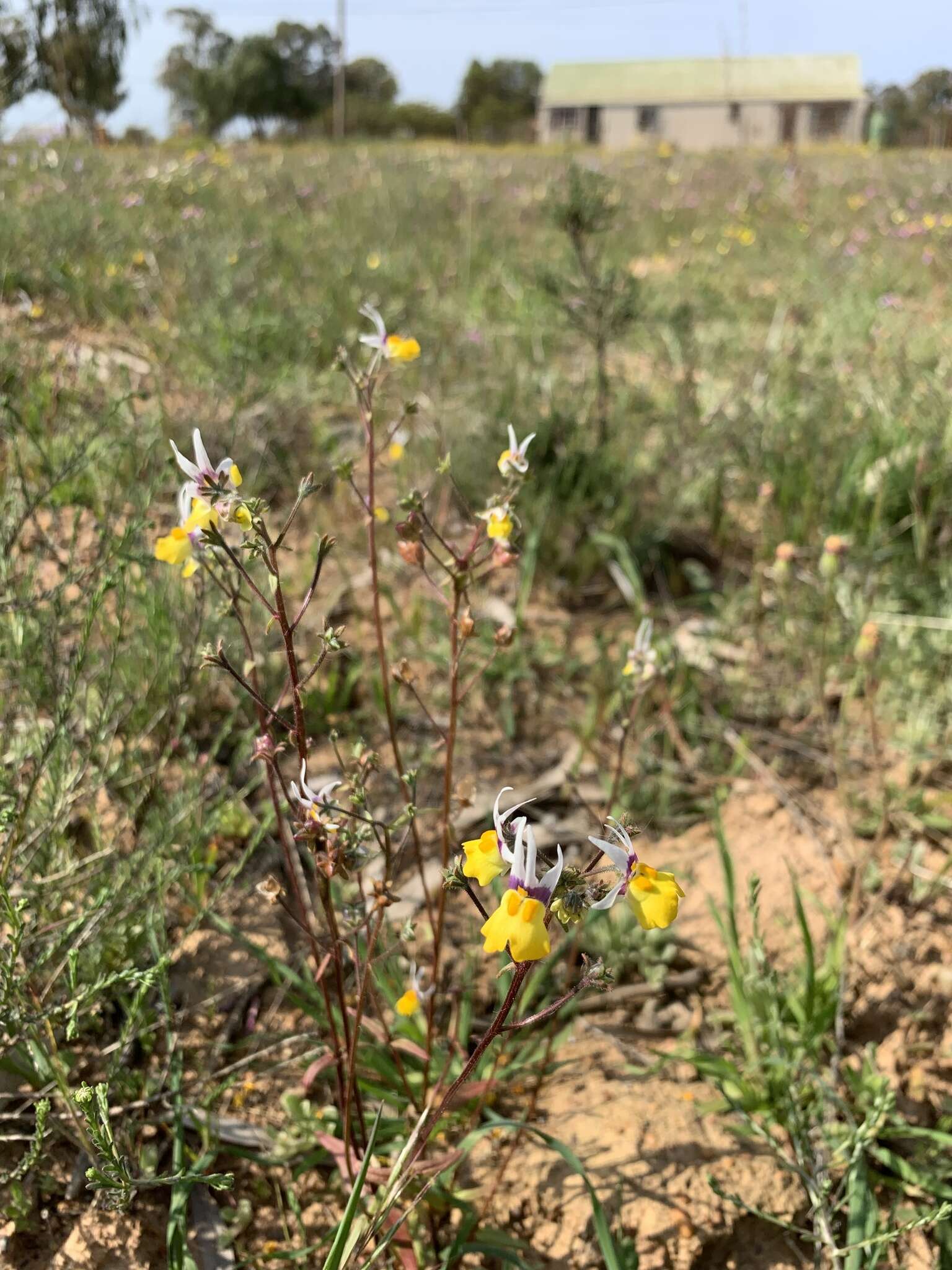 Слика од Nemesia cheiranthus E. Mey. ex Benth.