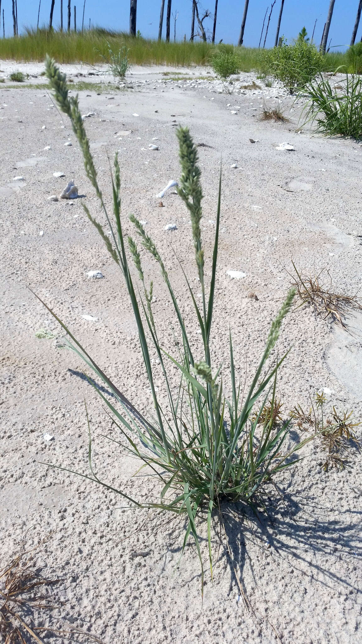 Panicum amarum Elliott resmi