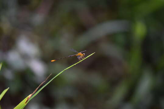 Image of Heteragrion aurantiacum Selys 1862