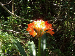 Imagem de Clivia