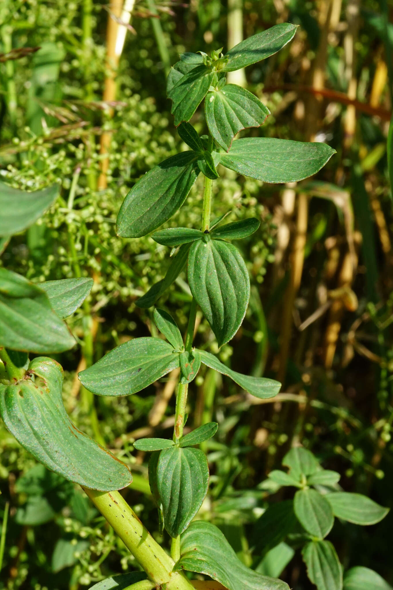 Sivun Hypericum desetangsii Lamotte kuva