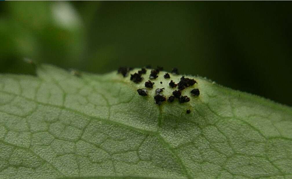 Image of Puccinia aegopodii (Schumach.) Link 1817