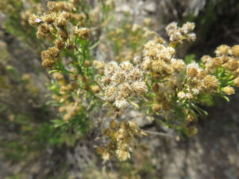 Imagem de Baccharis bolivensis (Wedd.) Cabrera