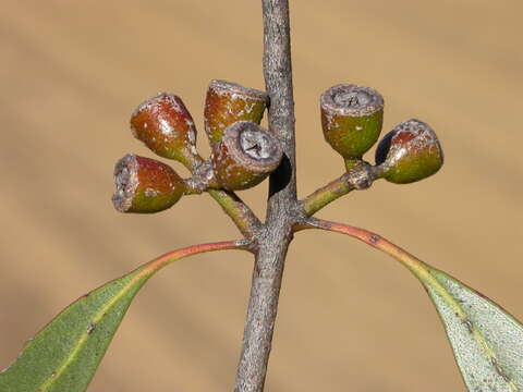 Image of Eucalyptus barberi L. A. S. Johnson & Blaxell