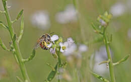 Image of Andrena savignyi Spinola 1838