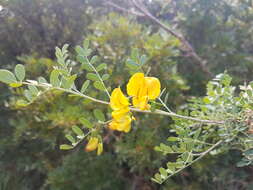 Image of <i>Colutea arborescens</i> subsp. <i>hispanica</i> (Talavera & Arista) Mateo & M. B. Crespo