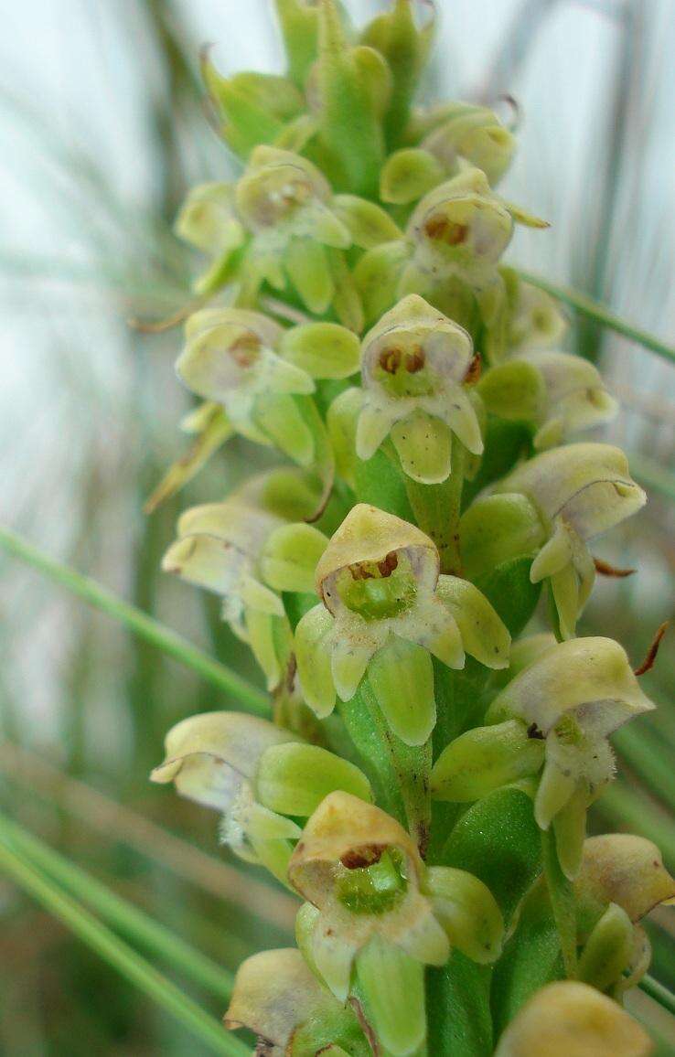 Image of Satyrium microrrhynchum Schltr.