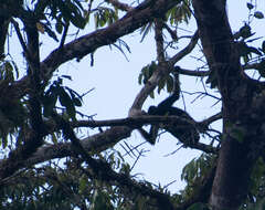 Image of Long-haired Spider Monkey