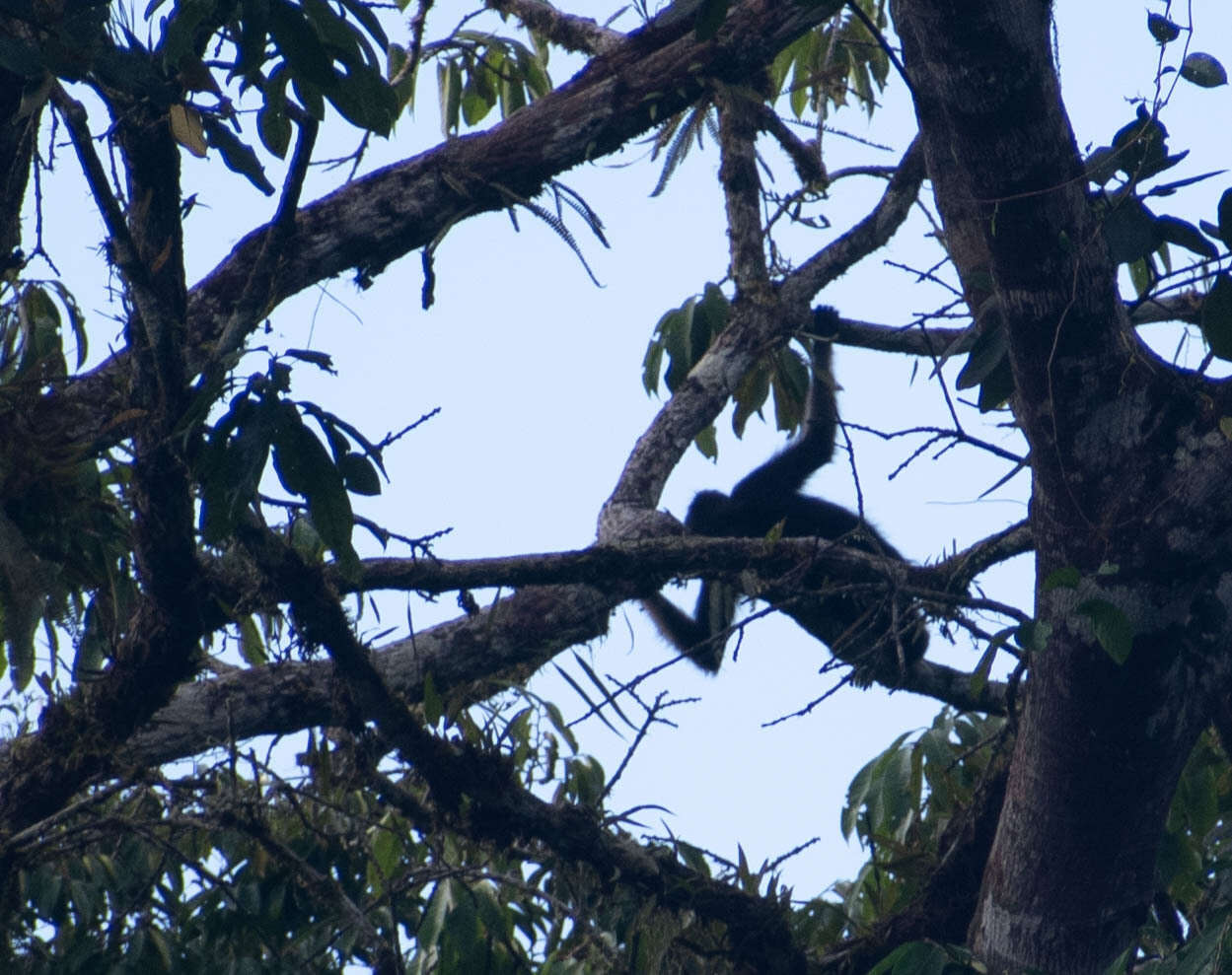 Image of Long-haired Spider Monkey